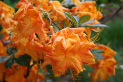 Killikus&reg; Fotographie